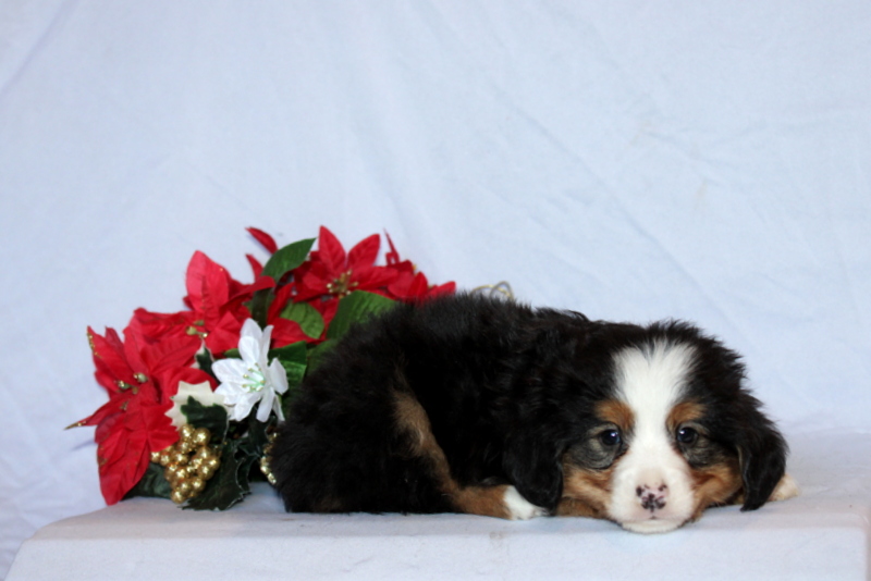 puppy, for, sale, Mini Bernedoodle F2, Matthew B. Stoltzfus, dog, breeder, Gap, PA, dog-breeder, puppy-for-sale, forsale, nearby, find, puppyfind, locator, puppylocator, aca